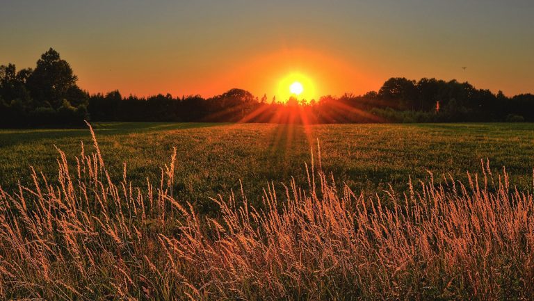 A Sun rising over a landscape of trees, grass and long grass