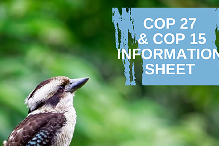 Kookaburra looking up against a background of green foliage. "COP 27 and COP 15 information sheet" is written in white on a background of light blue on the top right hand side of the image.