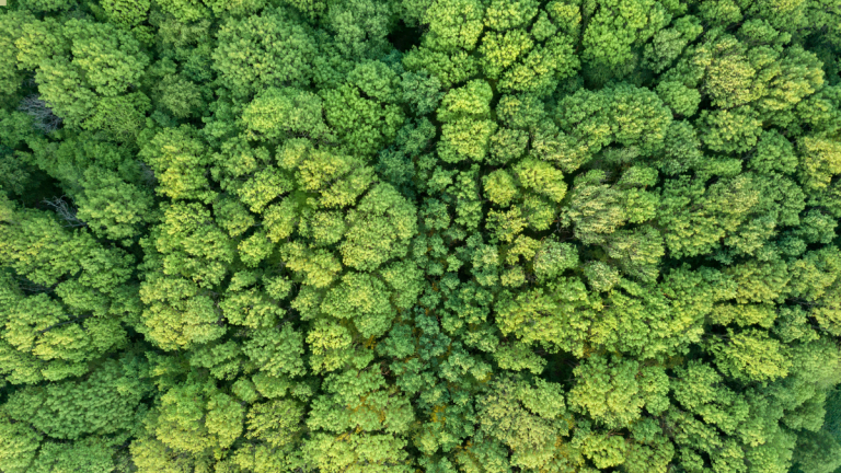 A Canopy of Trees