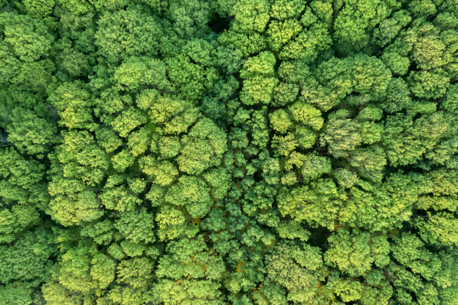 A Canopy of Trees