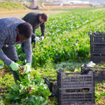 Farm workers picking lettuce