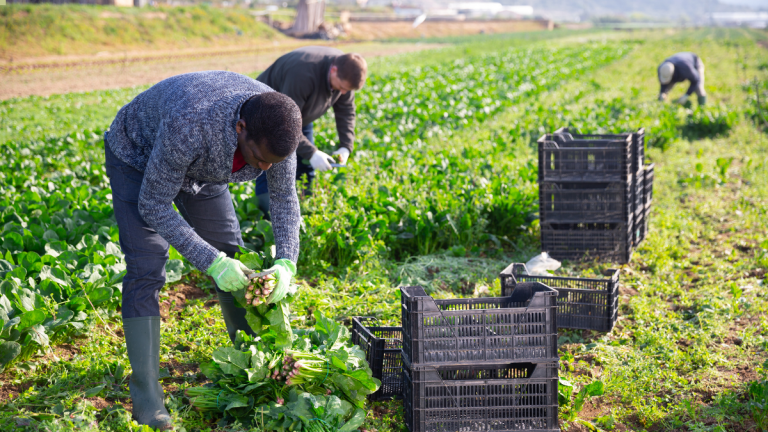 Farm workers picking lettuce