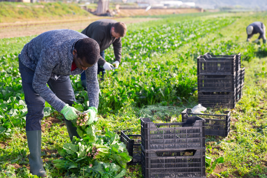 Farm workers picking lettuce